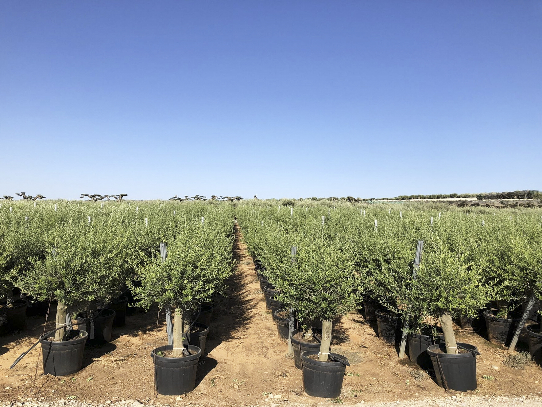 How can mature olive tree withstand resist the long journeys to their new home?