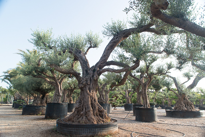 How can mature olive tree withstand resist the long journeys to their new home?