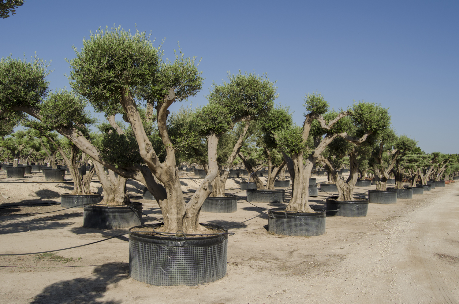 How can you tell the age of an ancient olive tree?