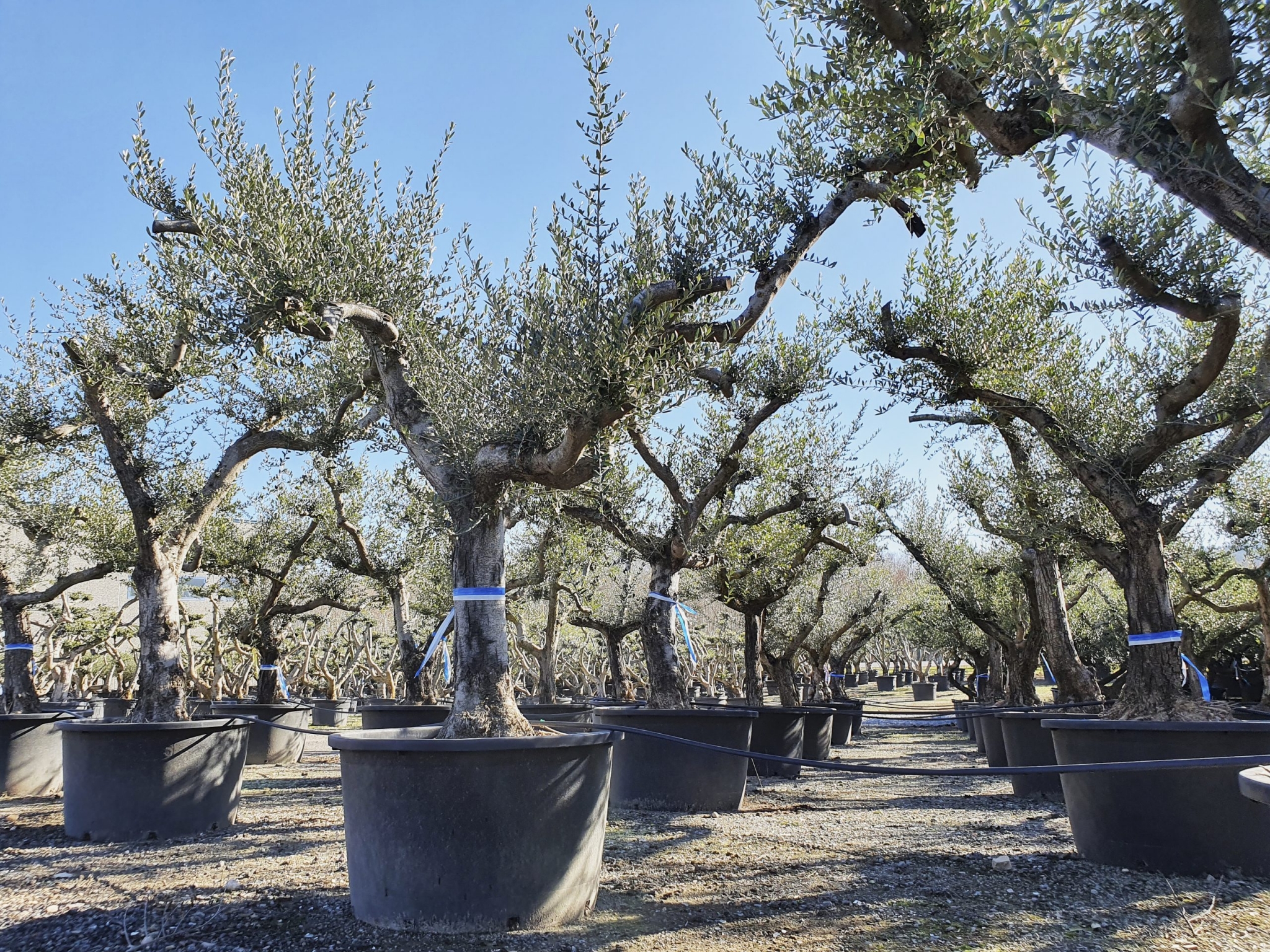 Will a lot of bureaucracy be necessary to import the ancient olive trees?