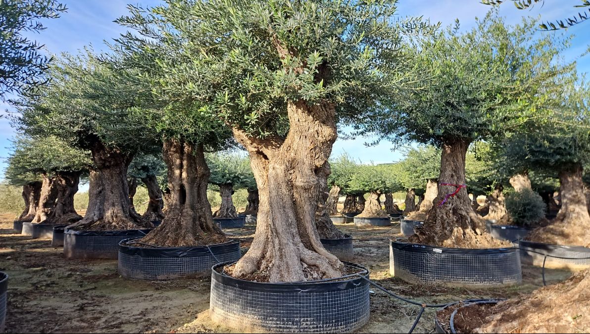 Lechin Olives