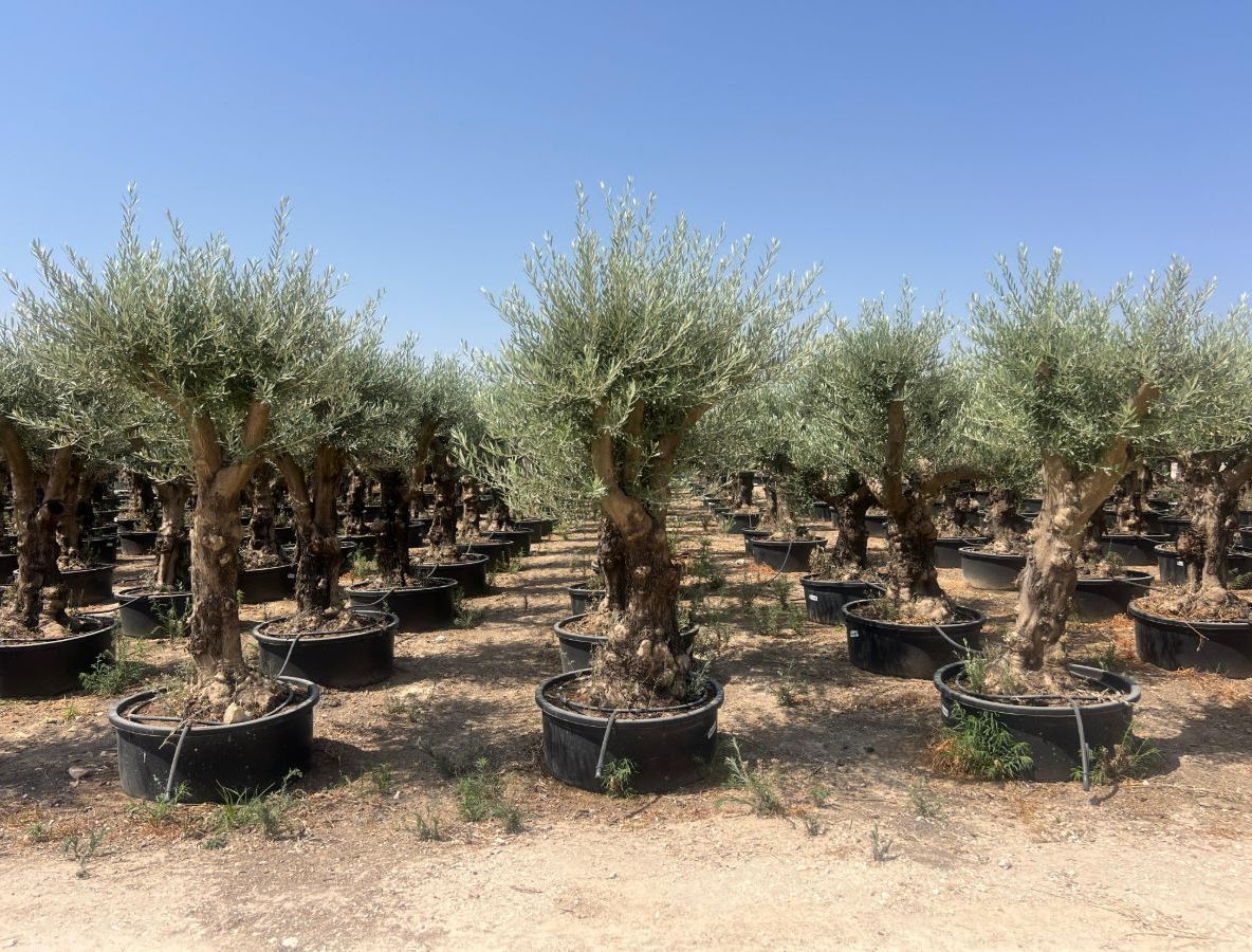 Branched Olives