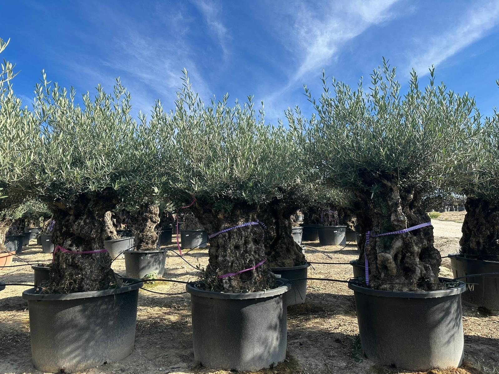Bonsai Olives