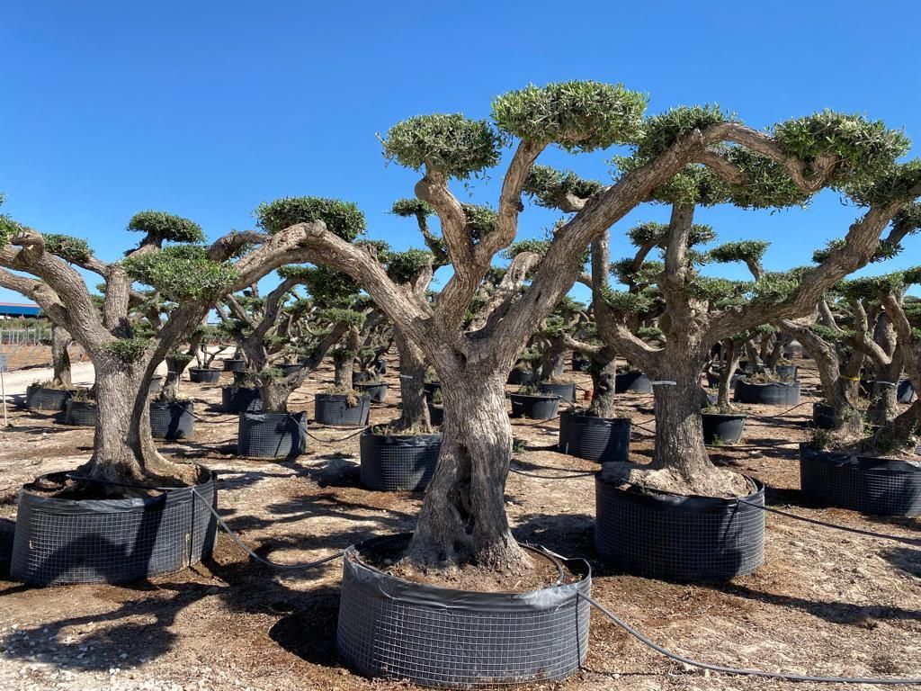 J - OL EU Olea Europaea Pom Pom Old Skin - Netting