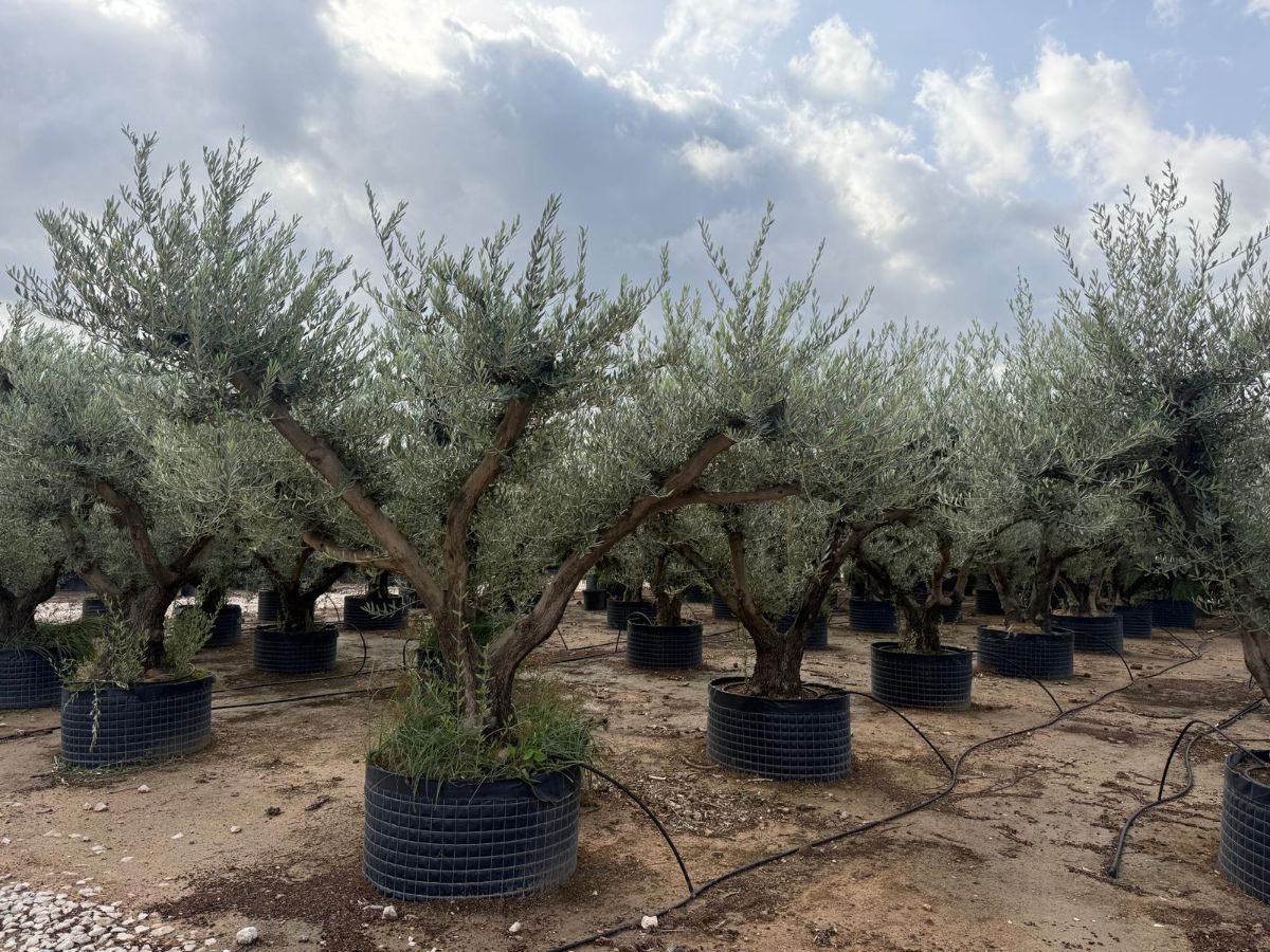 A - OL EU Olea Europaea Rustic Trunk - 80/120 - Netting