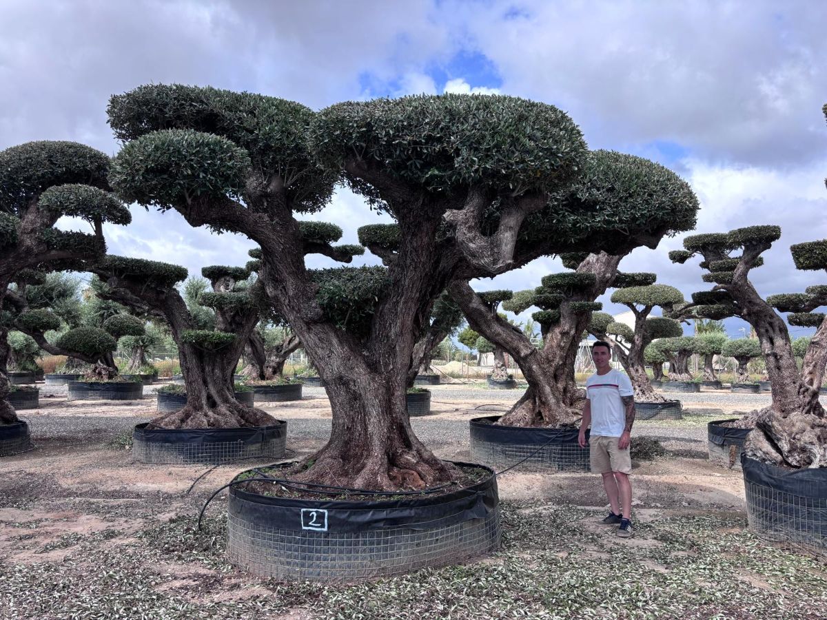 OL EU 02 Olea Europaea Topiary Clouds
