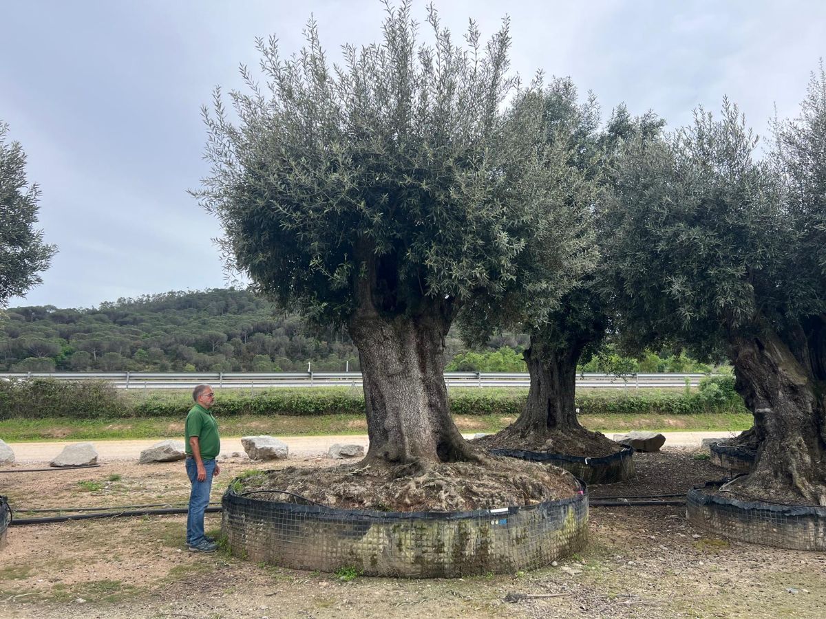 I - OL EU 30 Olea Europaea Millenary Massive - Netting