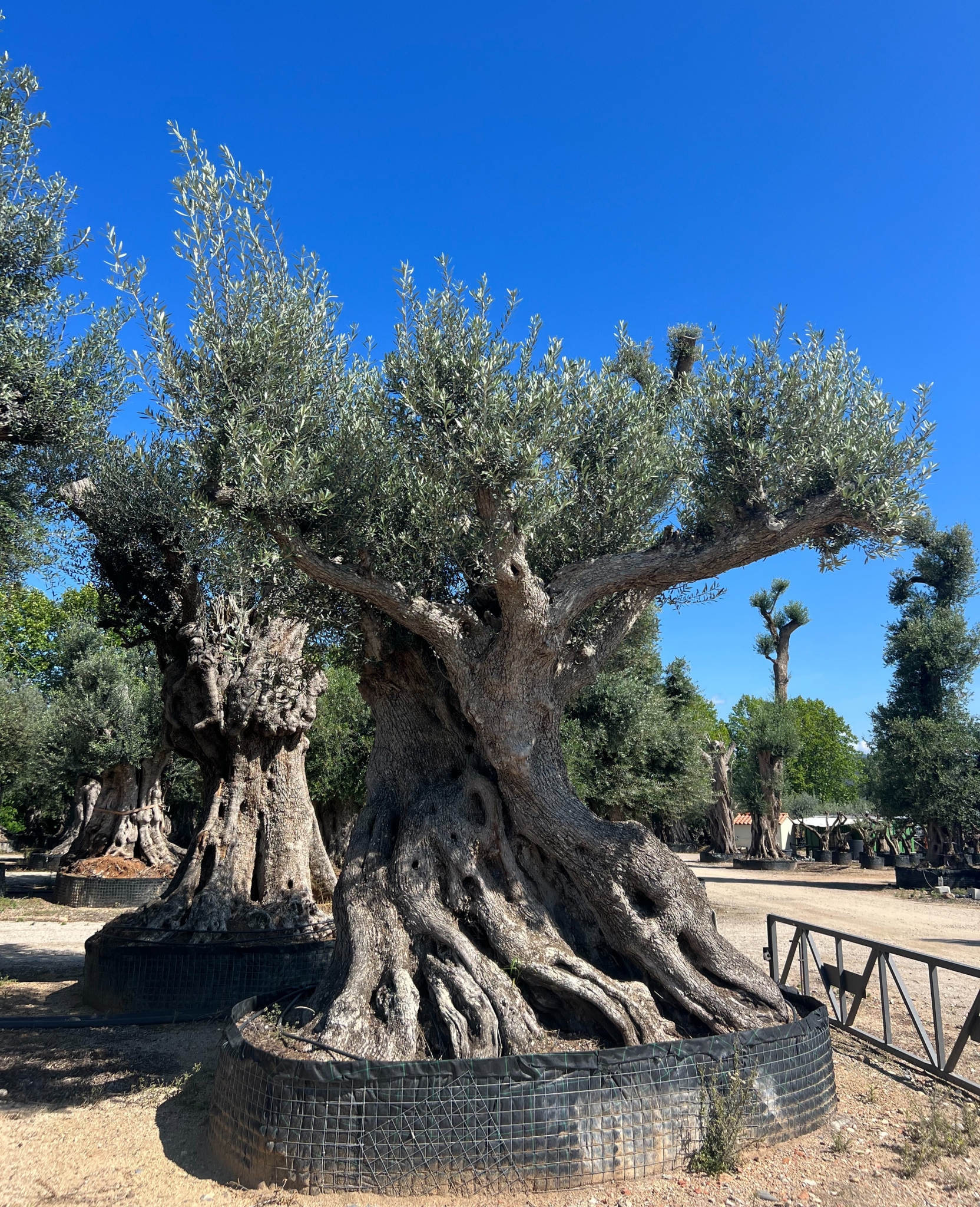 H - OL EU 21 Olea Europaea Millenary Massive - Netting