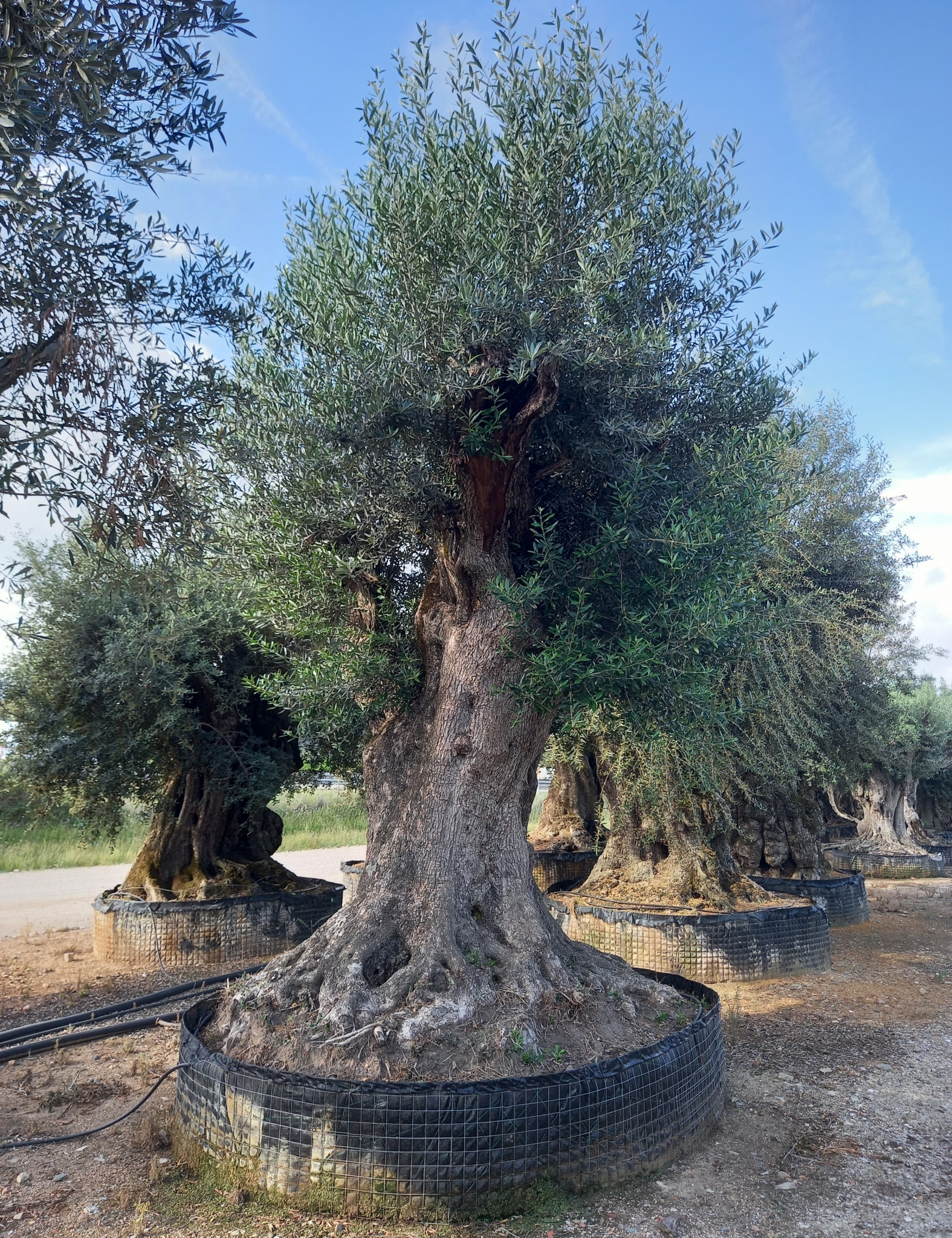 G - OL EU 3 Olea Europaea Millenary Massive - Netting