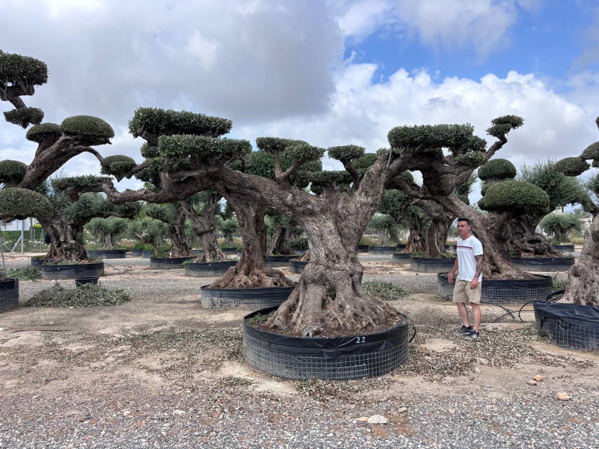 J - OL EU 22 Olea Europaea Topiary Clouds
