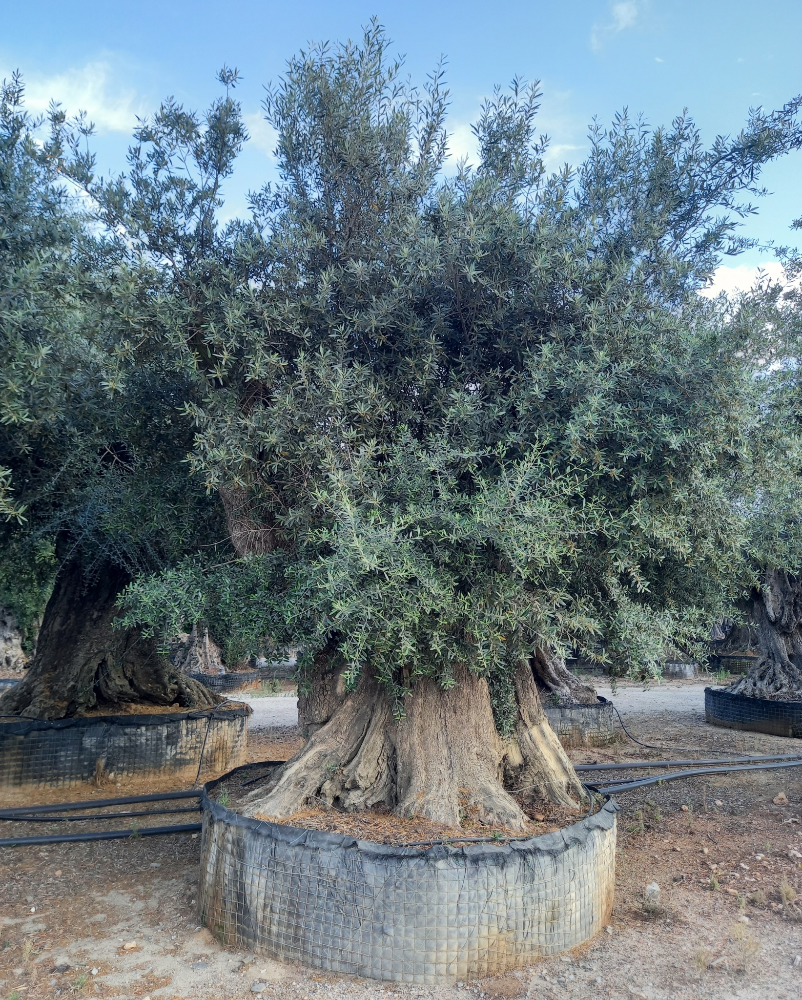E - OL EU 4 Olea Europaea Millenary Massive - Netting