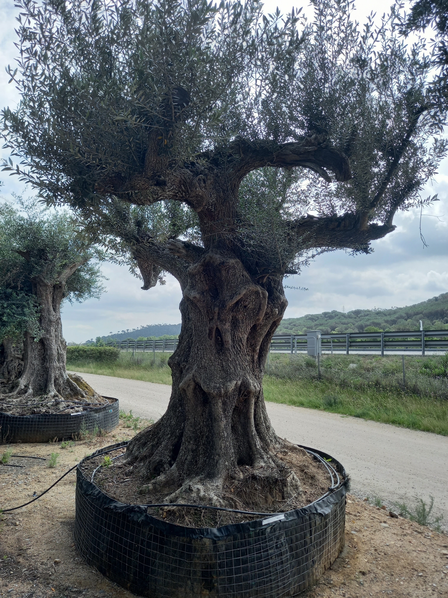 D - OL EU 20 Olea Europaea Millenary Massive - Netting