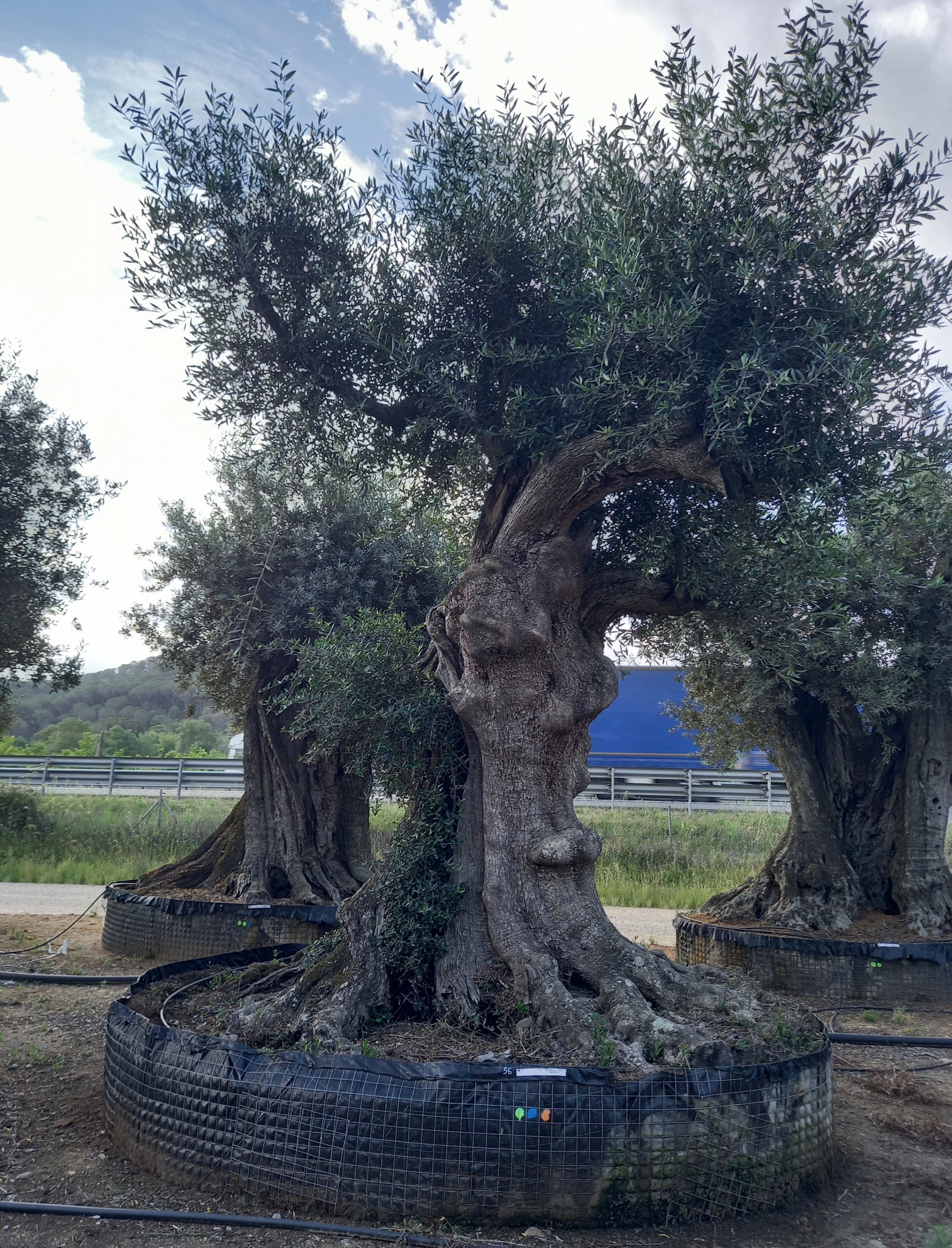 C - OL EU 2 Olea Europaea Millenary Massive - Netting