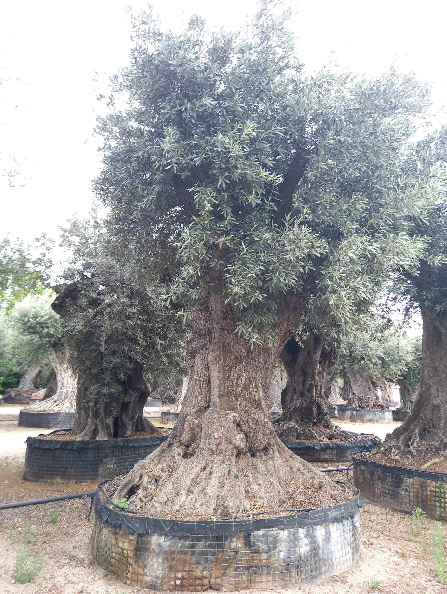 B - OL EU 7 Olea Europaea Millenary Massive - Netting