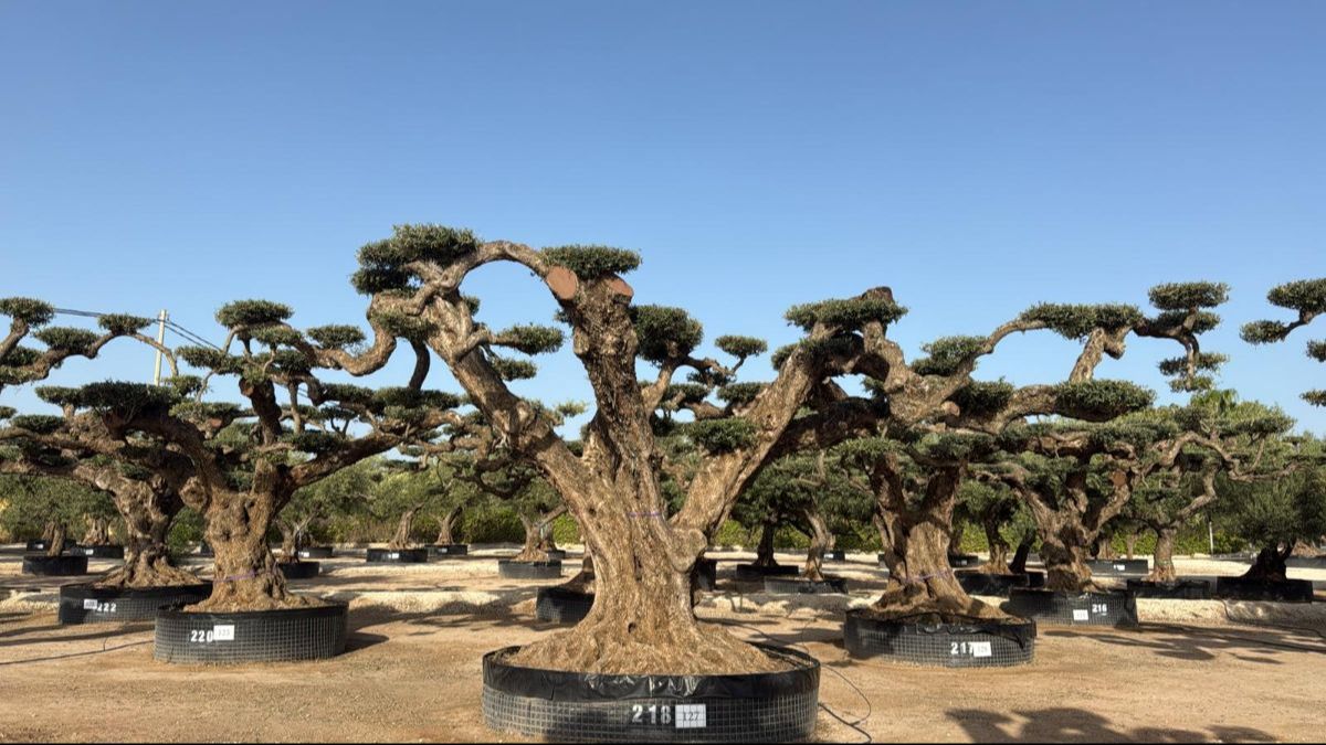 M - OL EU Olea Europaea Pom Pom Farga - Netting