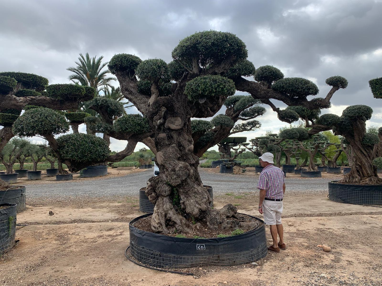 H - OL EU 60 Olea Europaea Topiary Clouds
