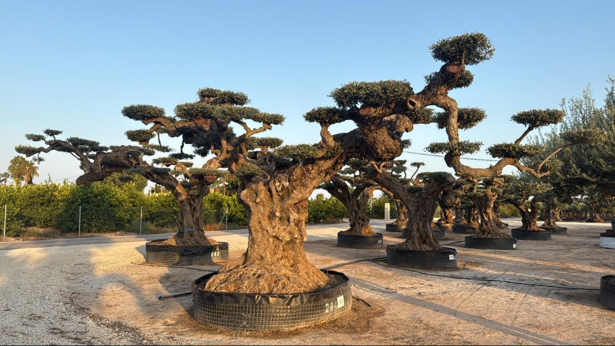 L - OL EU Olea Europaea Pom Pom Farga - Netting