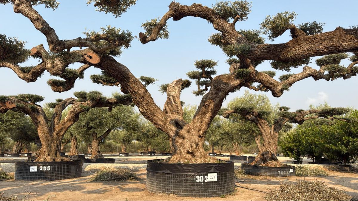 K -OL EU Olea Europaea Pom Pom Farga - Netting