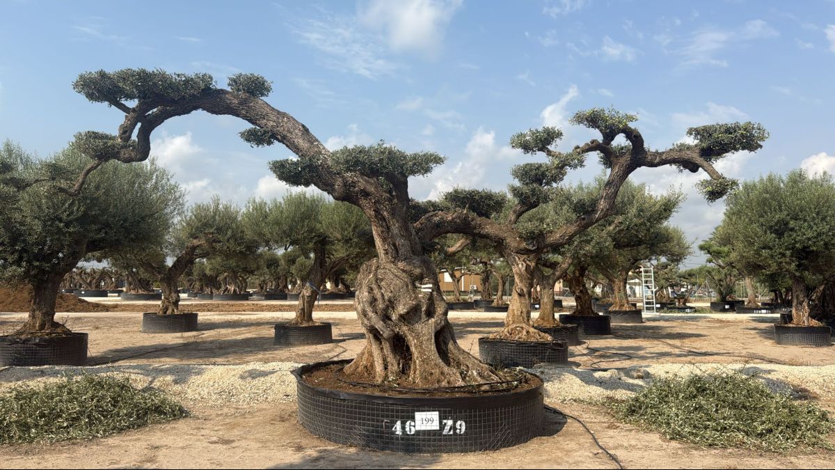 K - OL EU Olea Europaea Pom Pom Farga - Netting