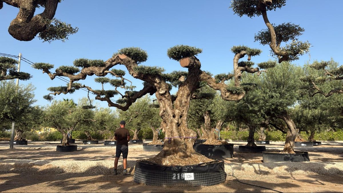 K - OL EU Olea Europaea Pom Pom Farga - Netting