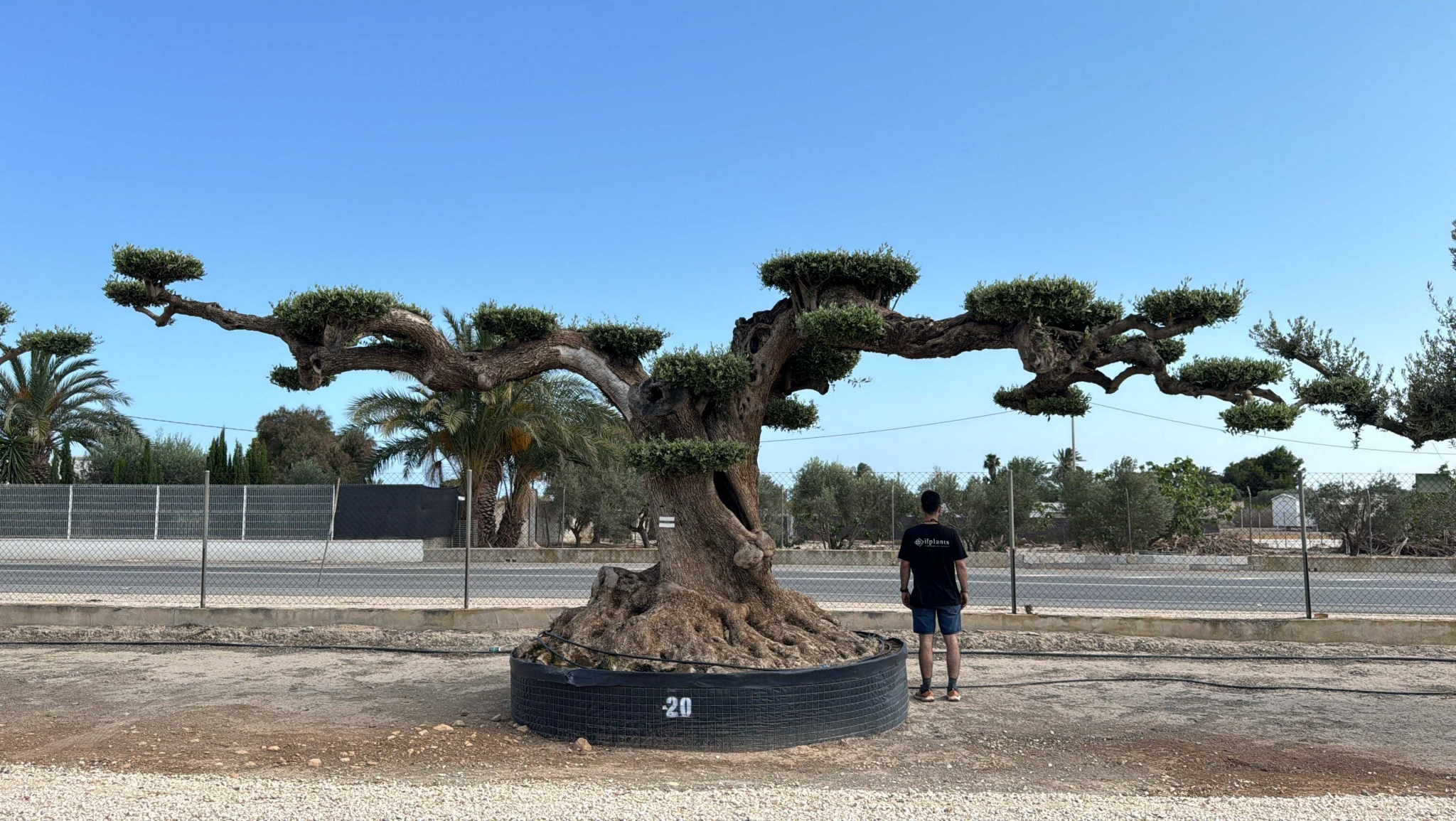 K - OL EU Olea Europaea Farga - Netting