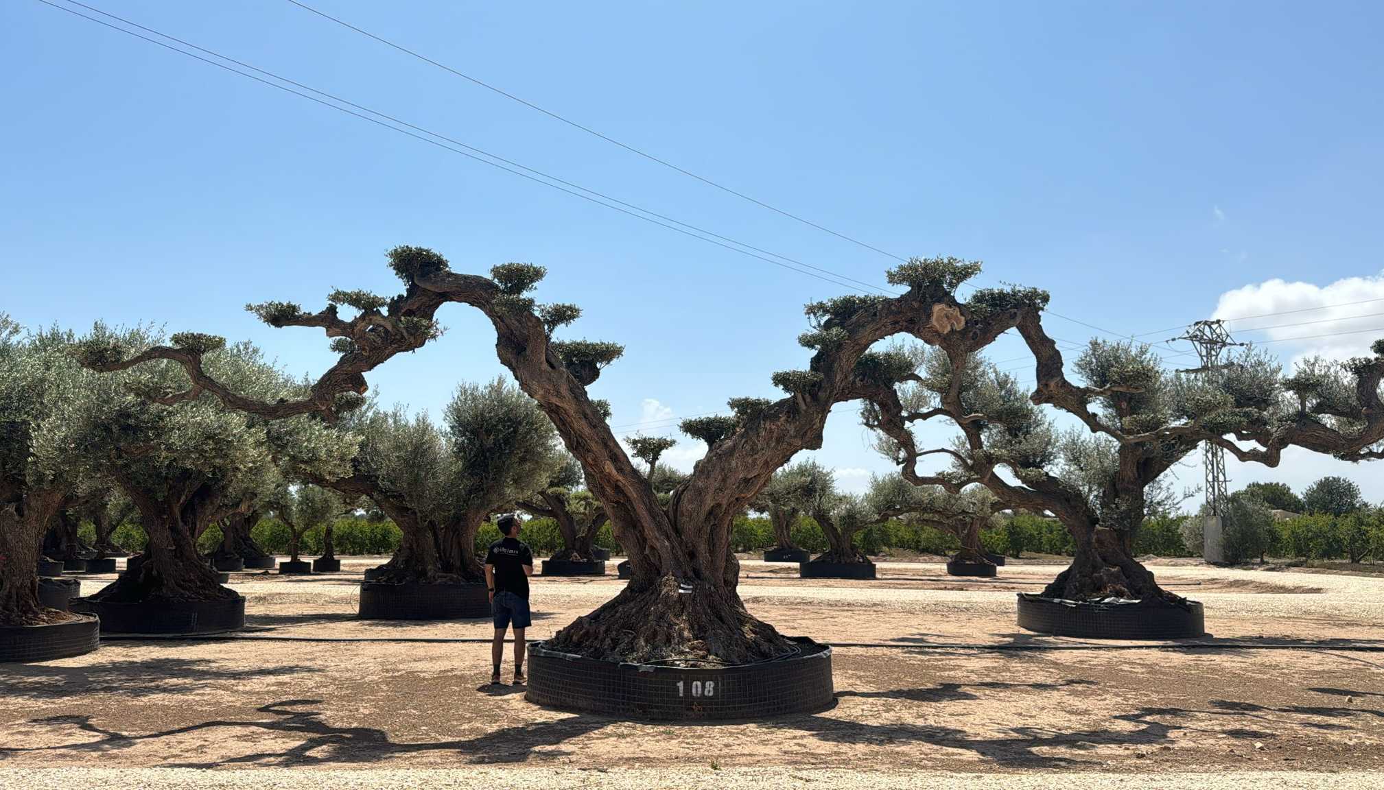 K - OL EU Olea Europaea Farga - Netting