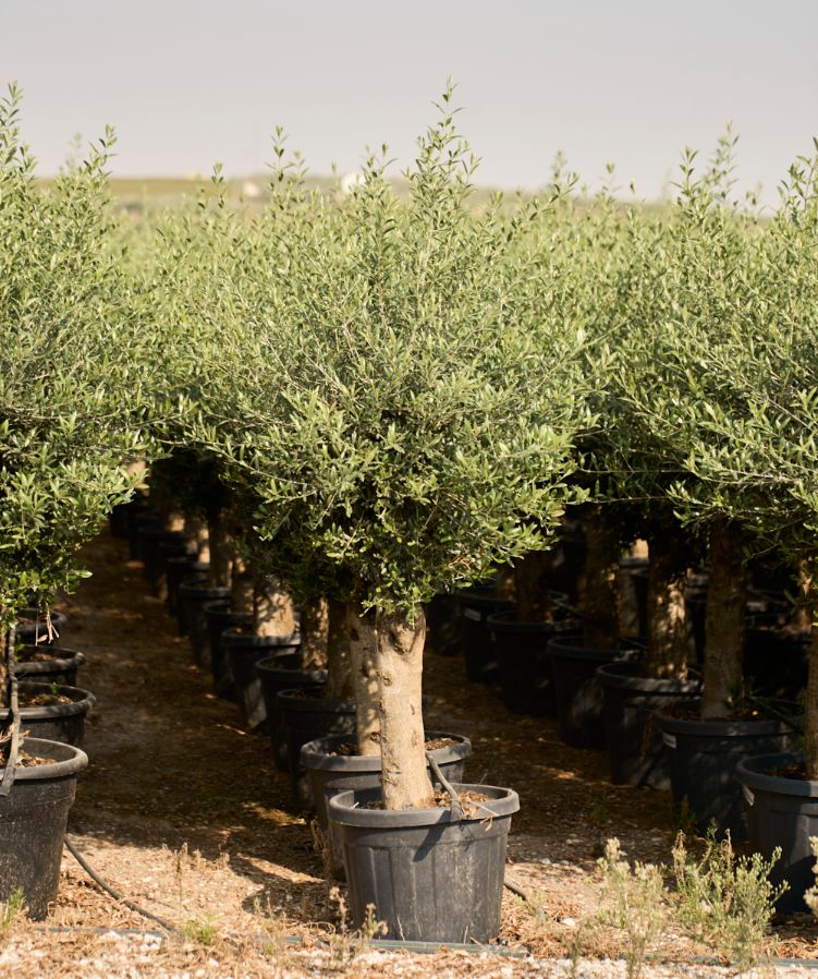C - OL EU Olea Europaea Young Trunk - 45L