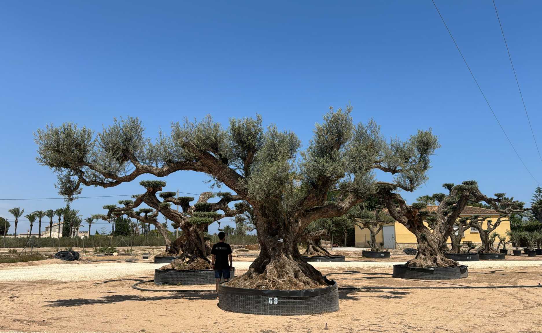 K - OL EU Olea Europaea Farga - Netting