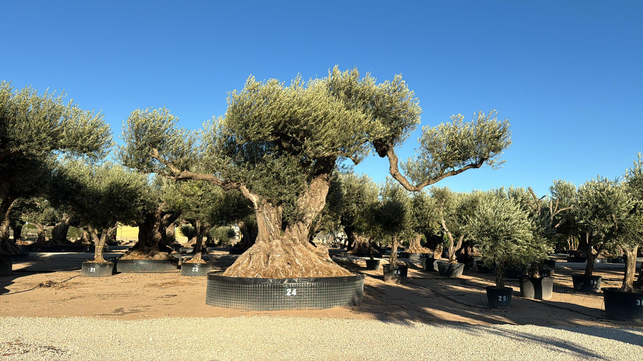 J - OL EU Olea Europaea Farga - Netting