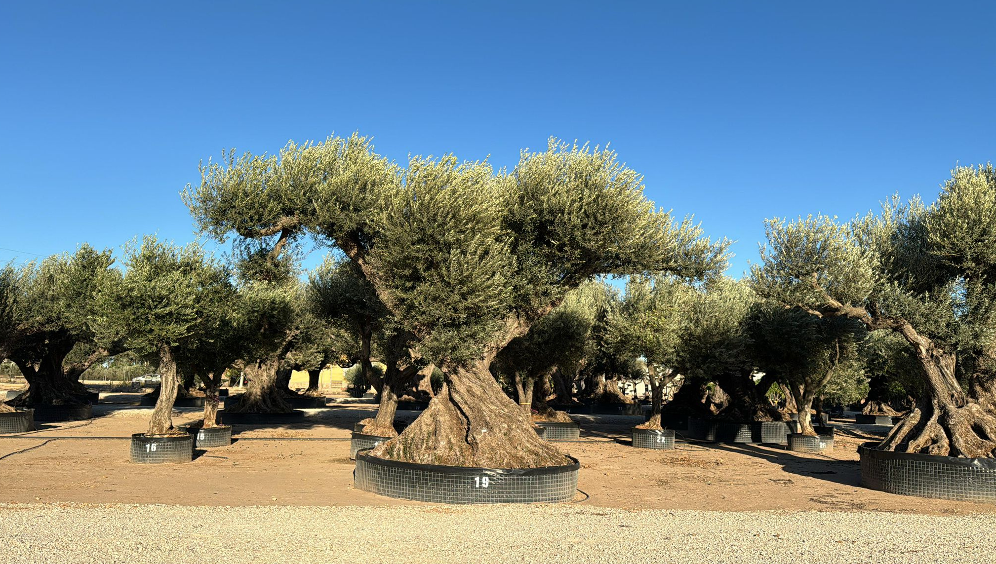 J - OL EU Olea Europaea Farga - Netting