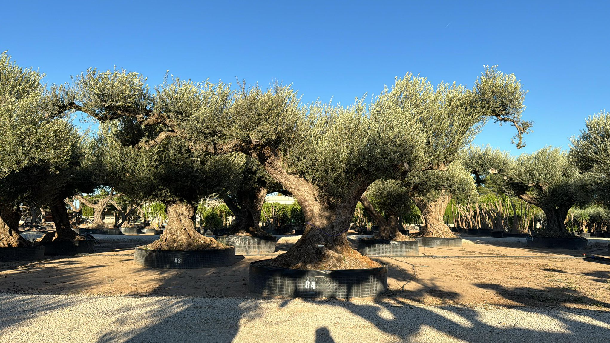 J - OL EU Olea Europaea Farga - Netting
