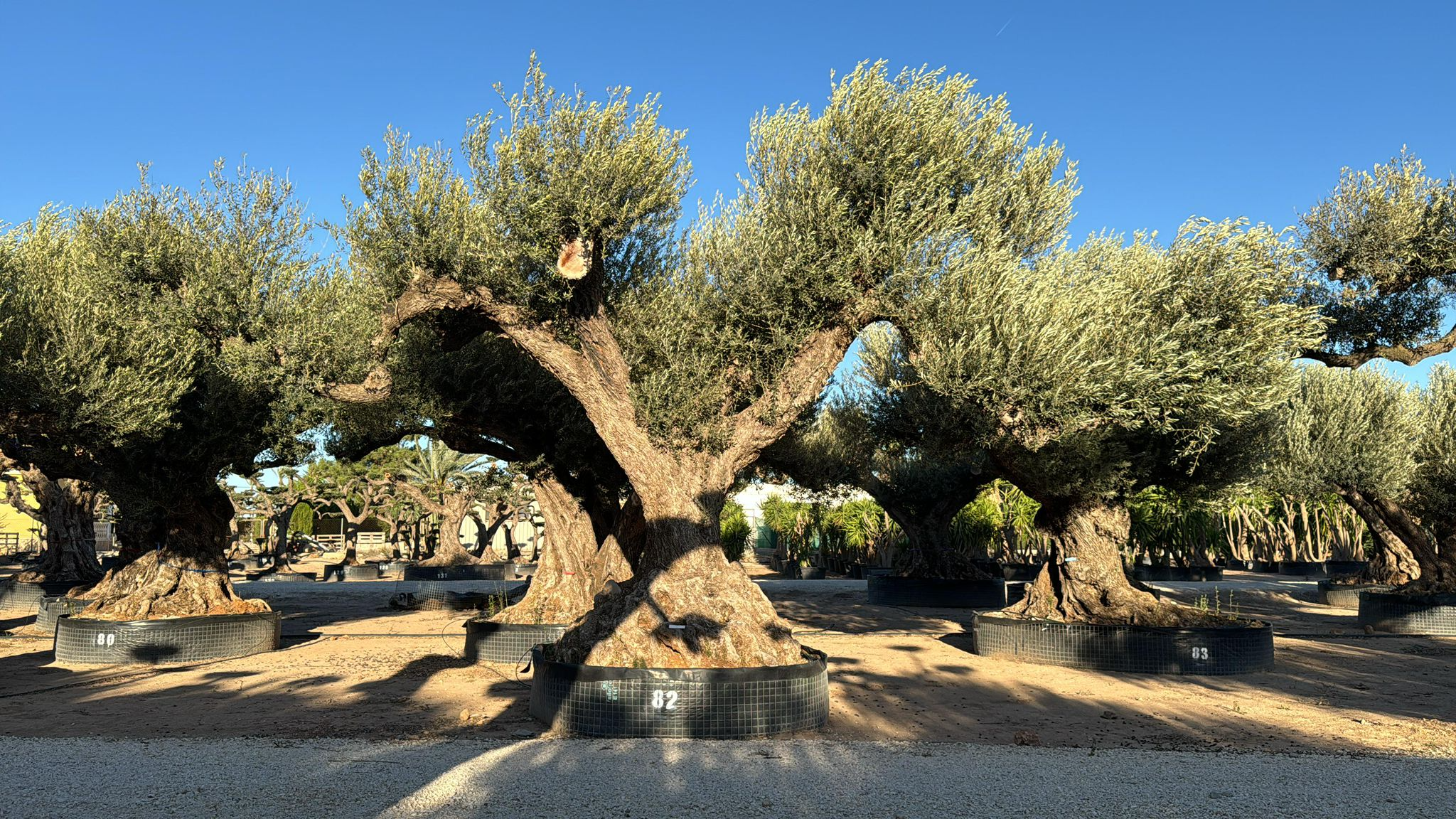 J - OL EU Olea Europaea Farga - Netting