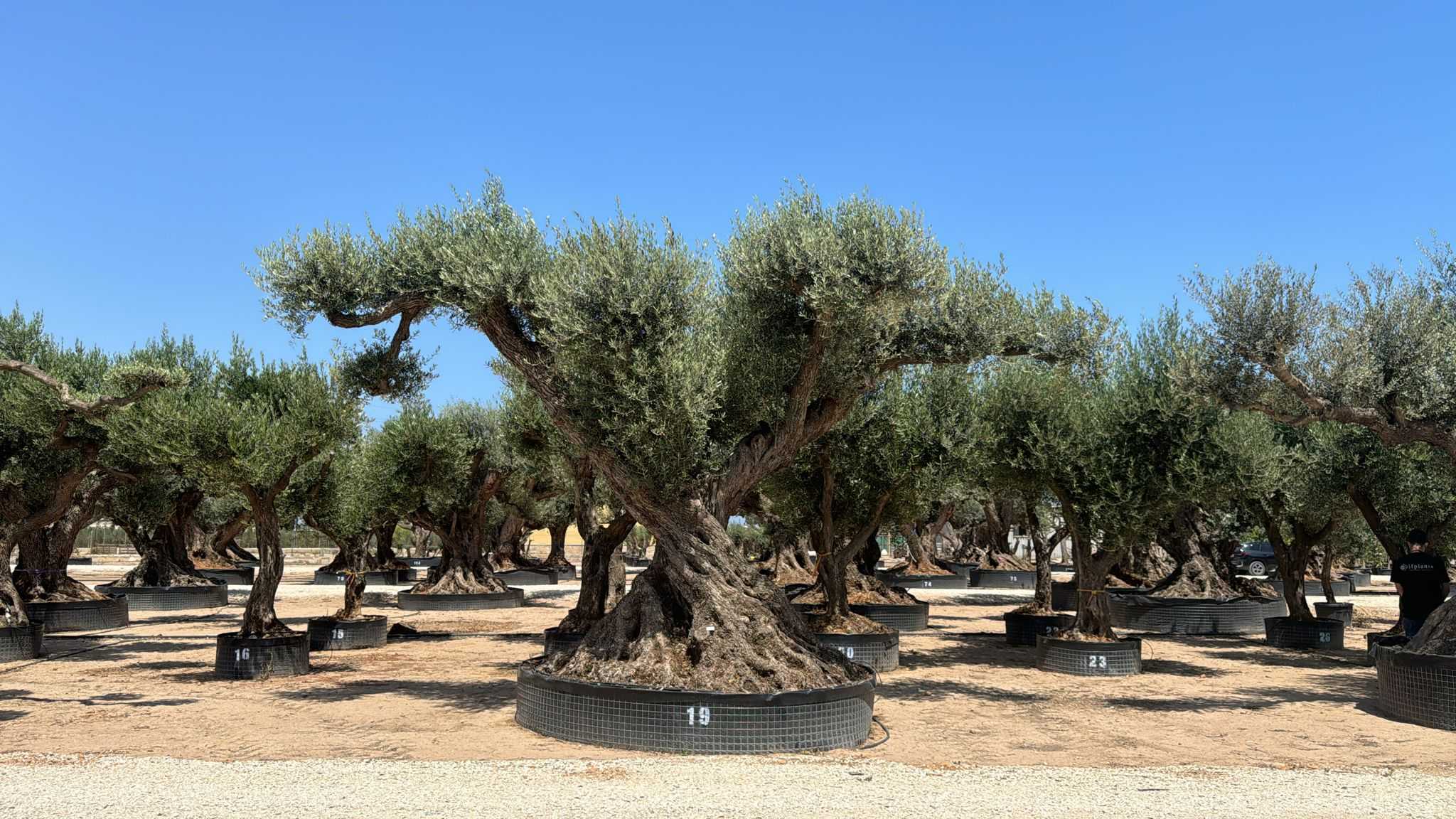 J - OL EU Olea Europaea Farga - Netting