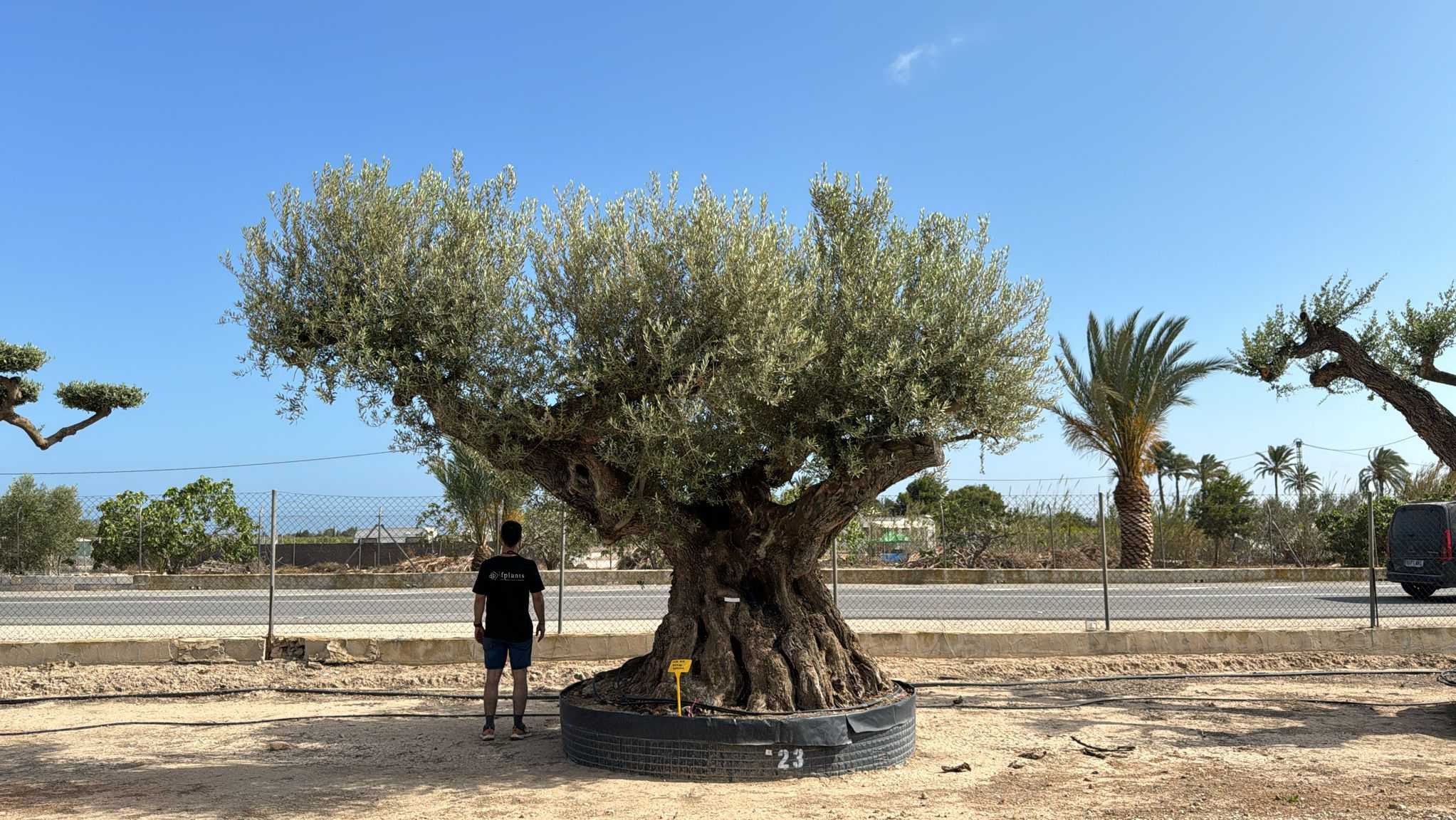 J - OL EU Olea Europaea Farga - Netting