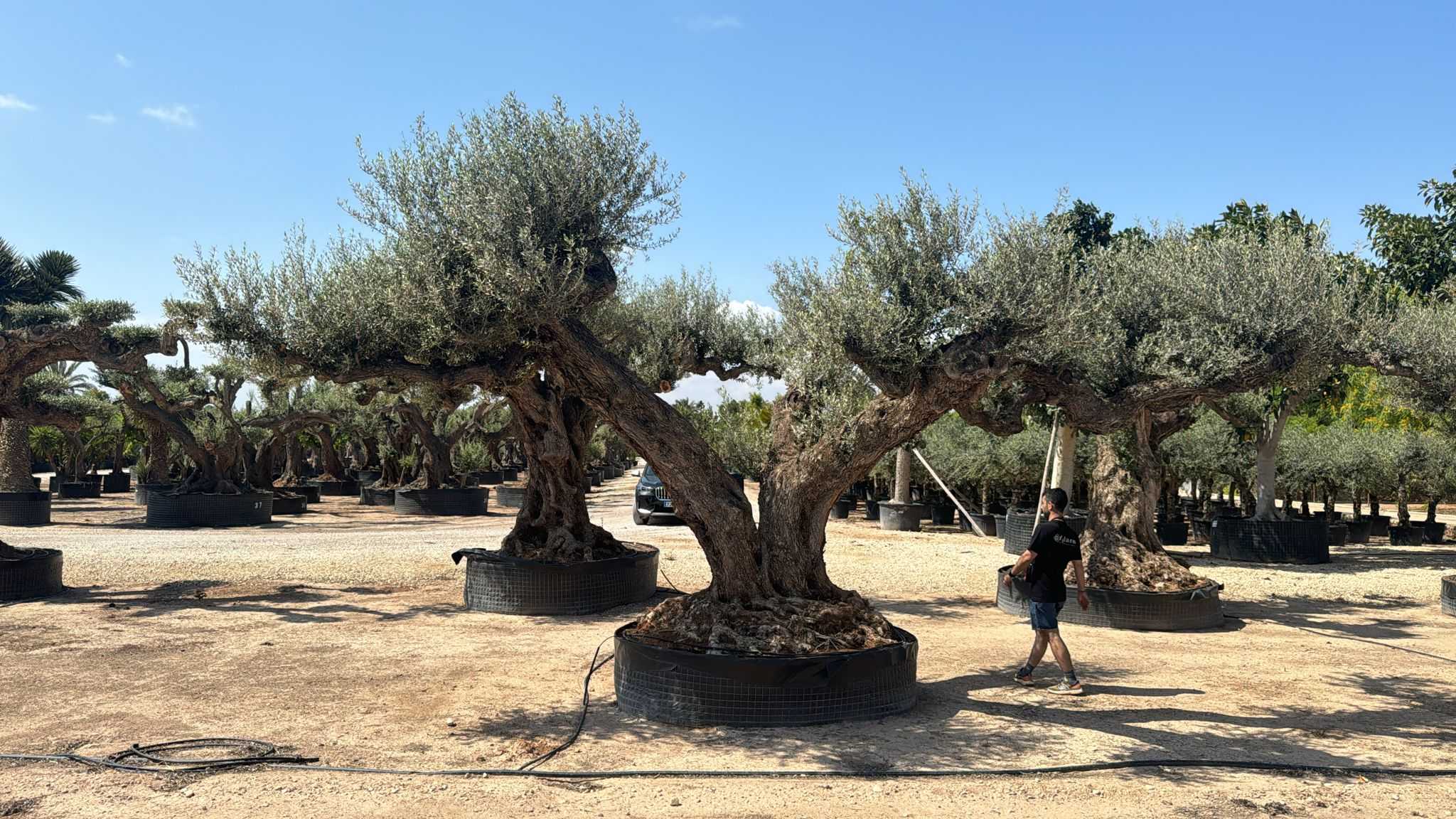 J - OL EU Olea Europaea Farga - Netting