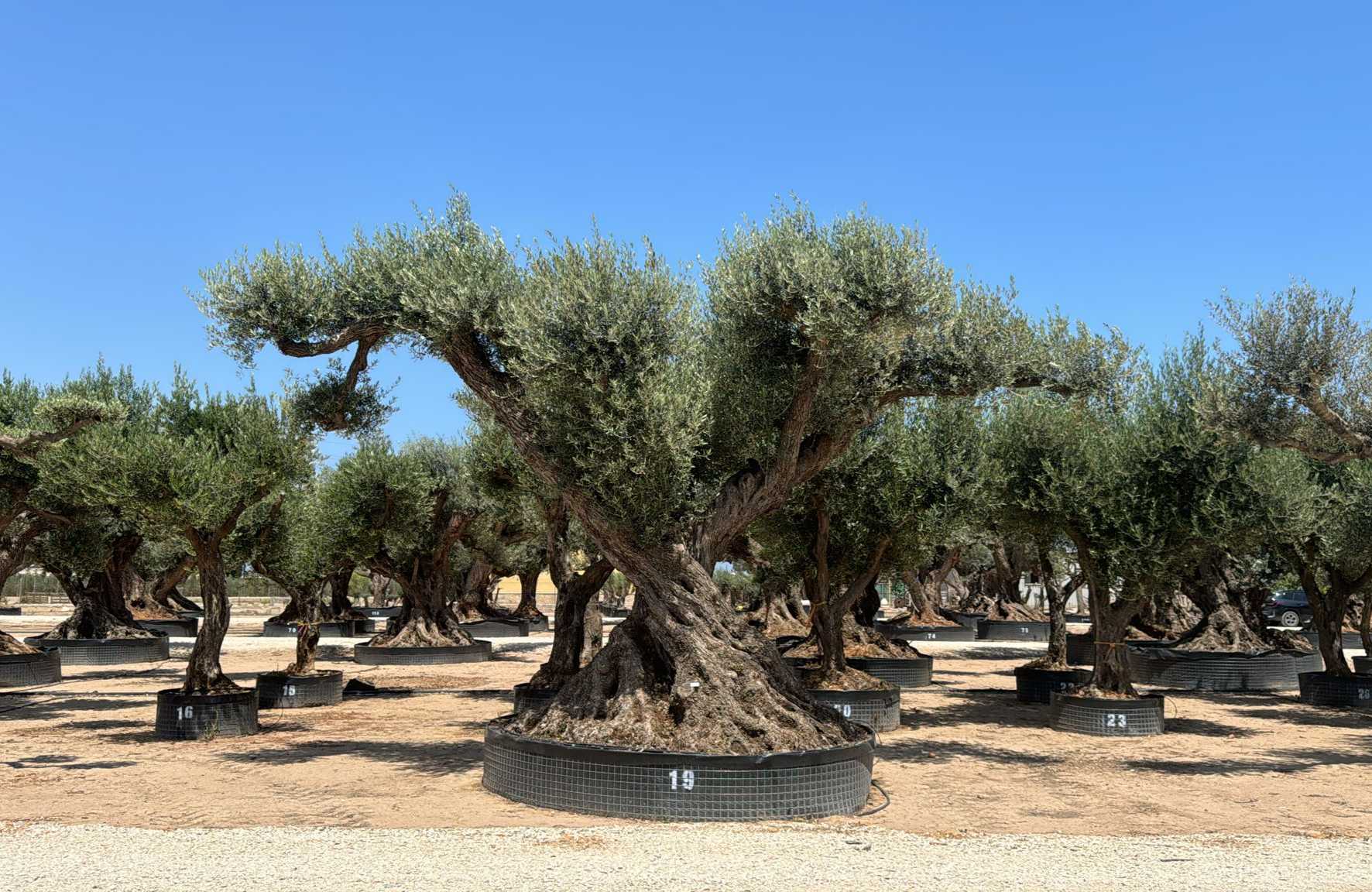 J - OL EU Olea Europaea Farga - Netting