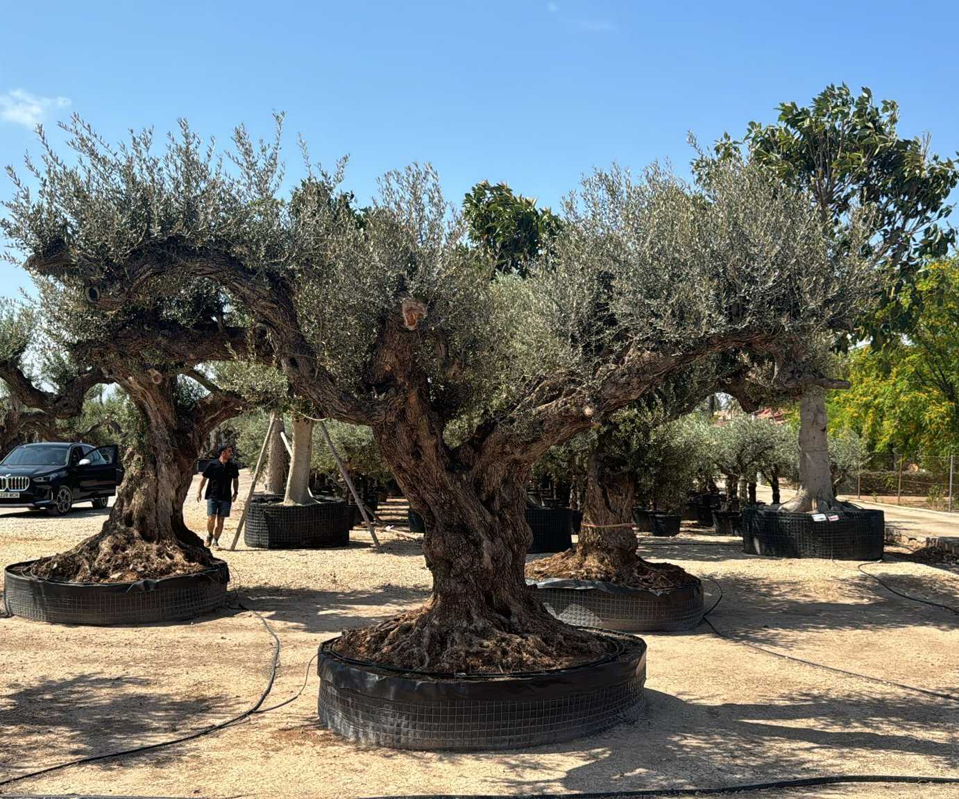 J - OL EU Olea Europaea Farga - Netting