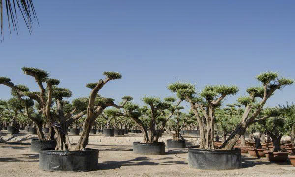 Olive Tree Hunters - Ancient Olive Trees