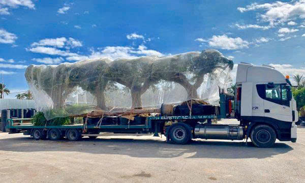 Olive Tree Hunters - Exclusive Ornamental Olive Trees