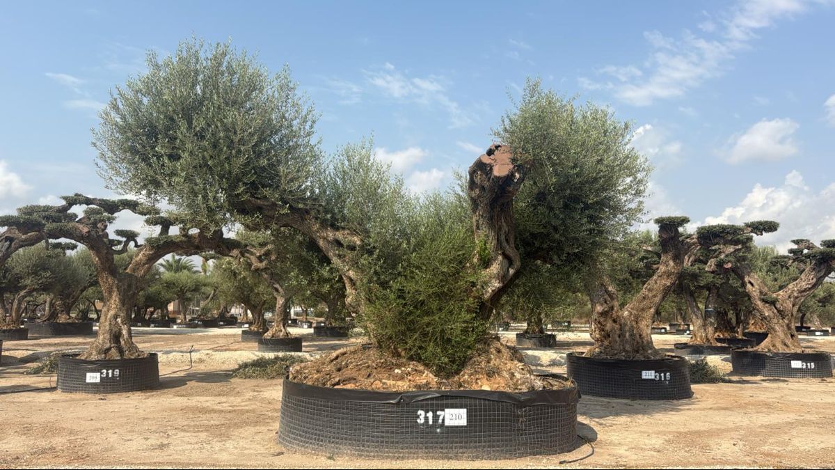 J - OL EU 210 OL EU Olea Europaea Farga - Netting