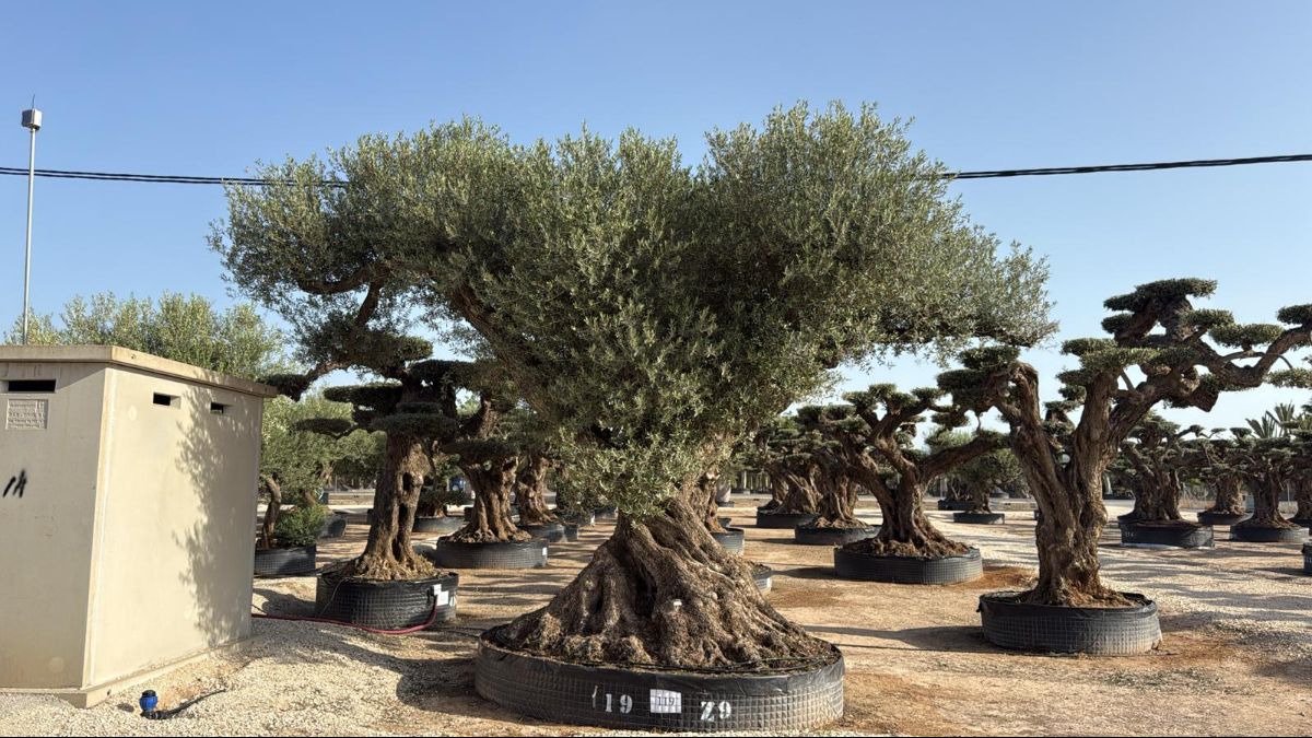 J - OL EU 119 OL EU Olea Europaea Farga - Netting