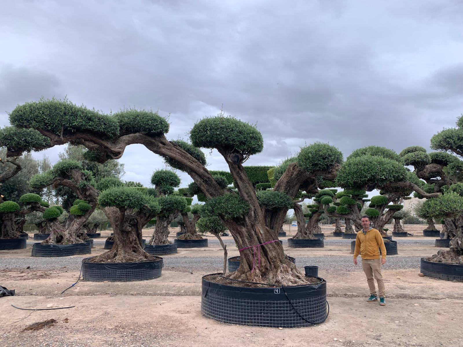 F - OL EU 04 Olea Europaea Topiary Clouds