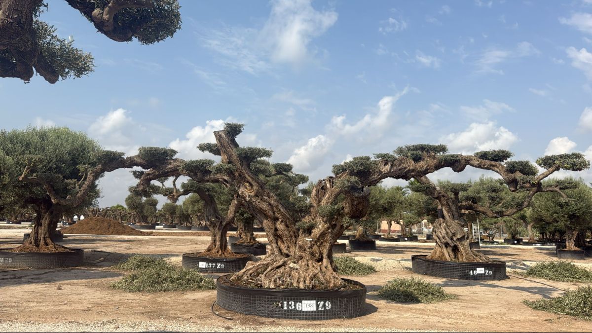 J - OL EU 198 OL EU Olea Europaea Pom Pom Farga - Netting