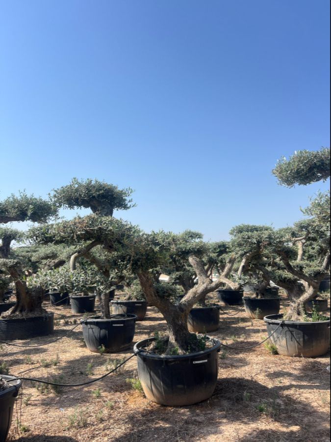 I - OL EU Olea Europaea Pom Pom Old Skin - 500L