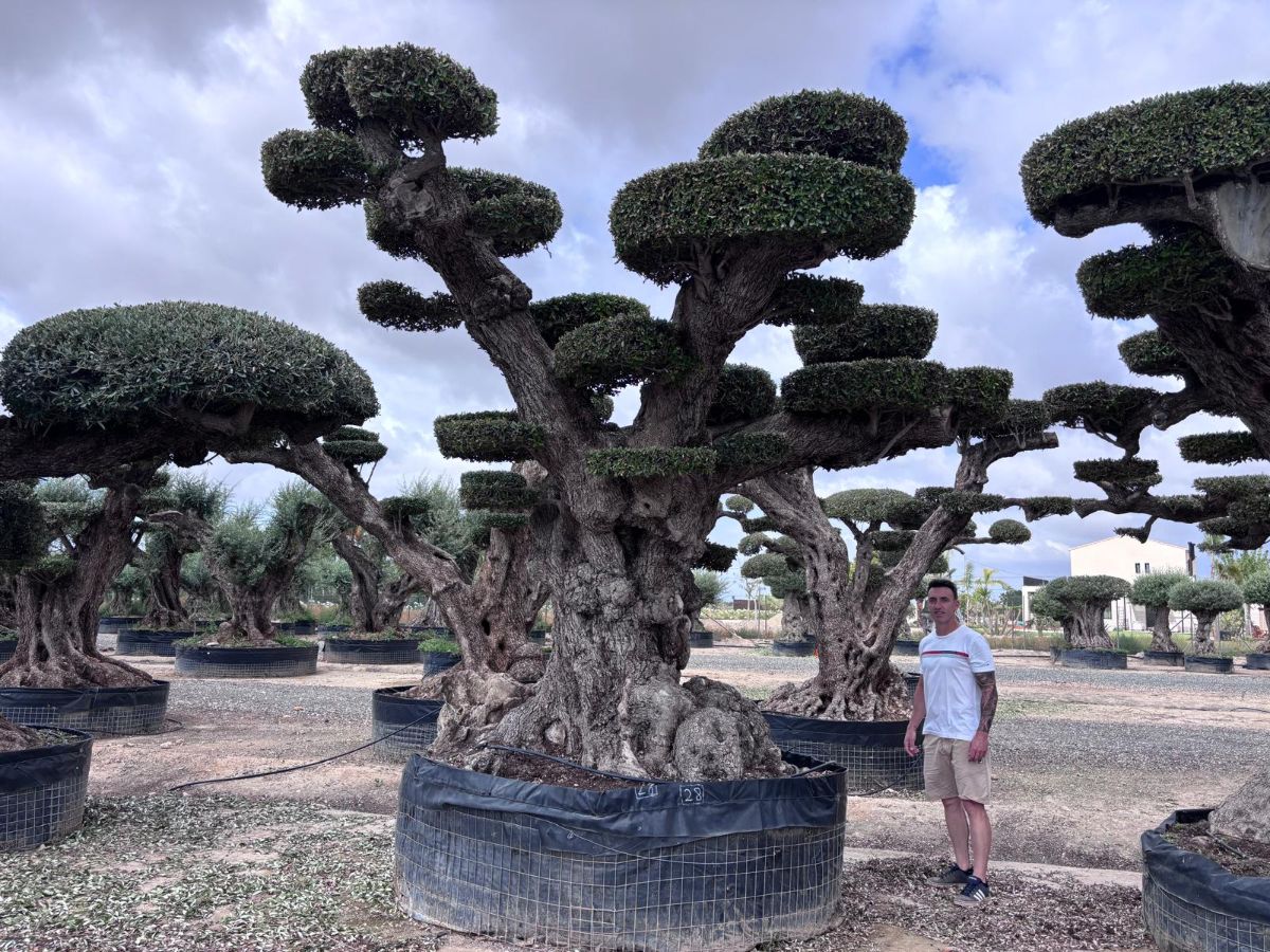 OL EU 28 Olea Europaea Topiary Clouds