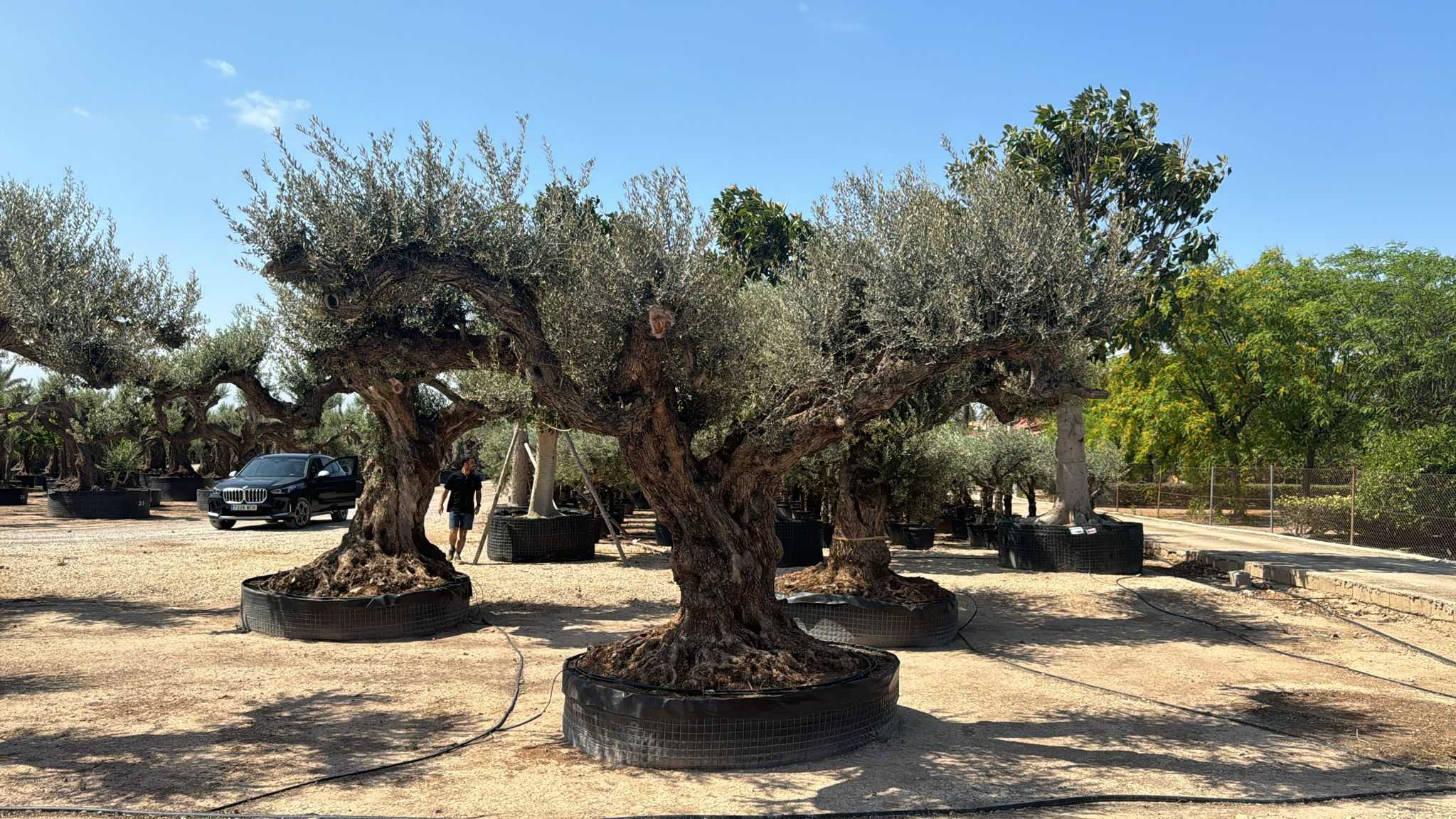 I - OL EU Olea Europaea Farga - Netting