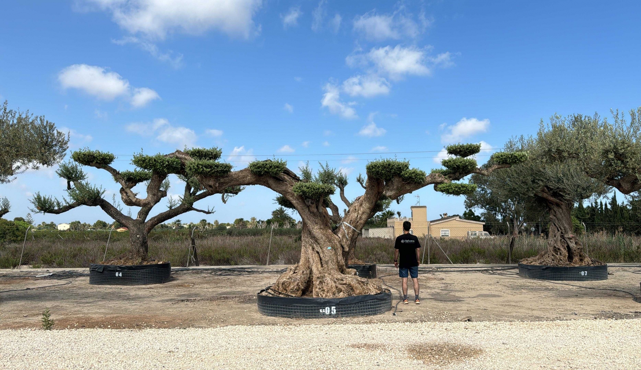 G - OL EU Olea Europaea Pom Pom Farga - Netting