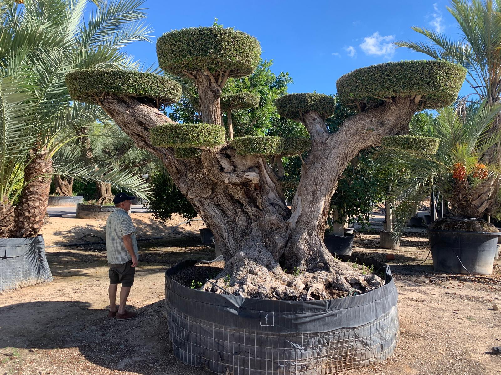 F - OL EU 01 Olea Europaea Topiary Clouds