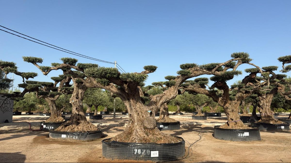 G - OL EU Olea Europaea Pom Pom Farga - Netting