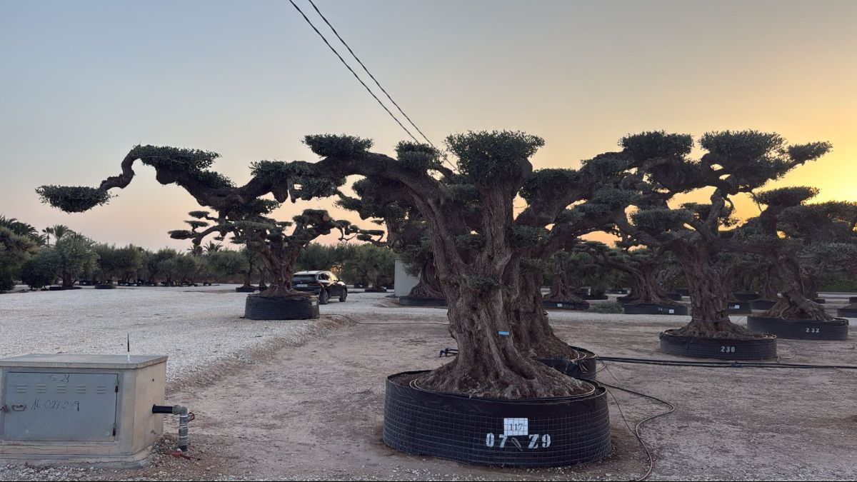 G - OL EU Olea Europaea Pom Pom Farga - Netting